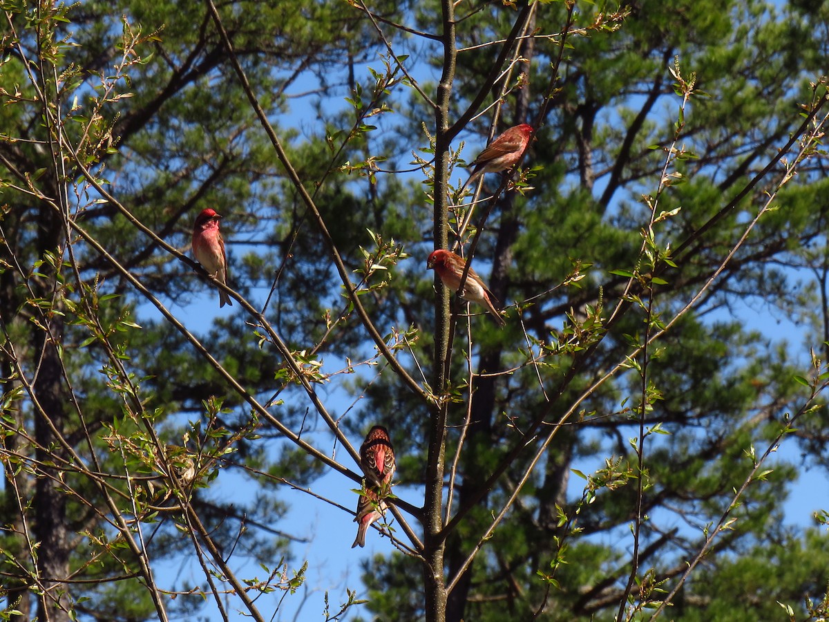 Purple Finch - ML552404941