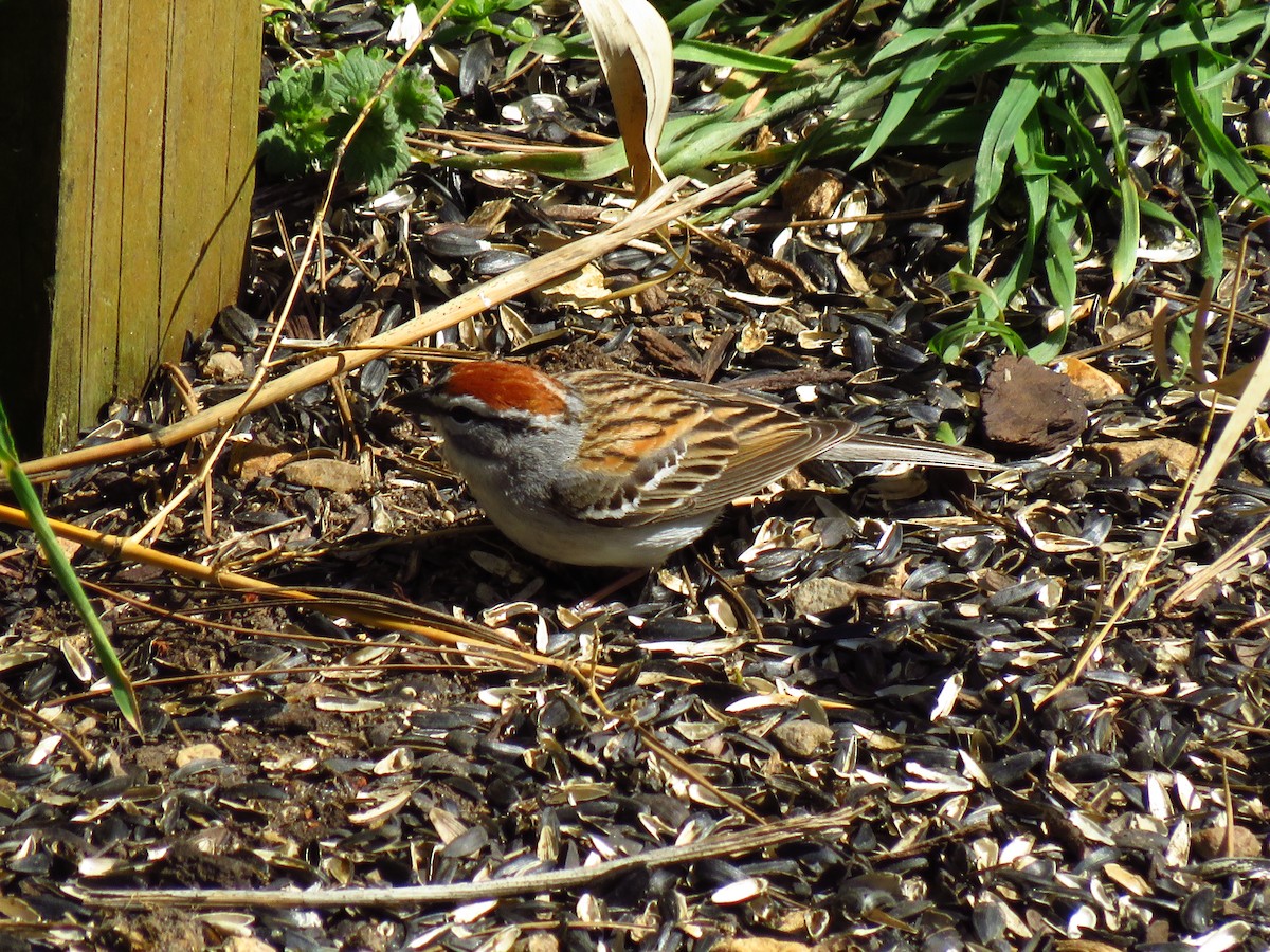 Chipping Sparrow - ML552405001