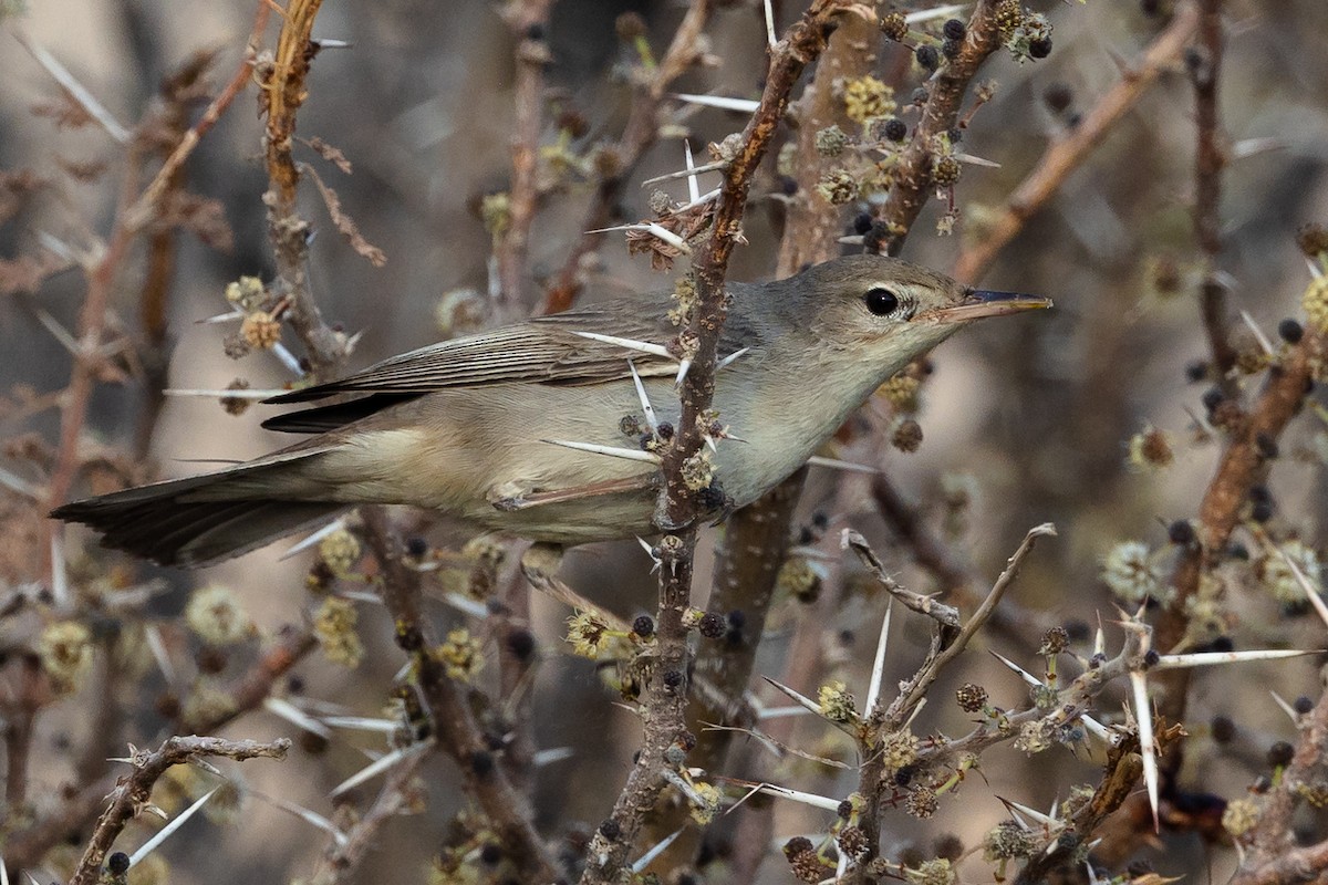 Upcher's Warbler - Tor Olsen