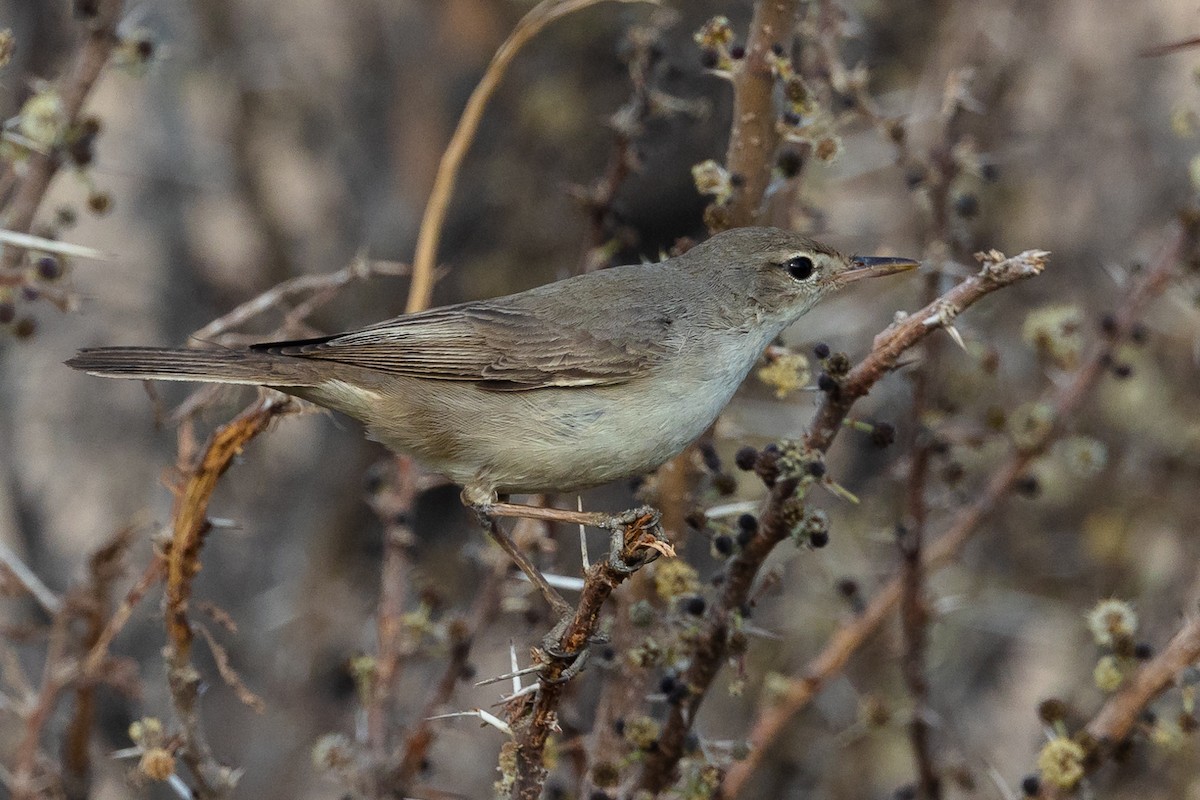 Upcher's Warbler - ML552405191