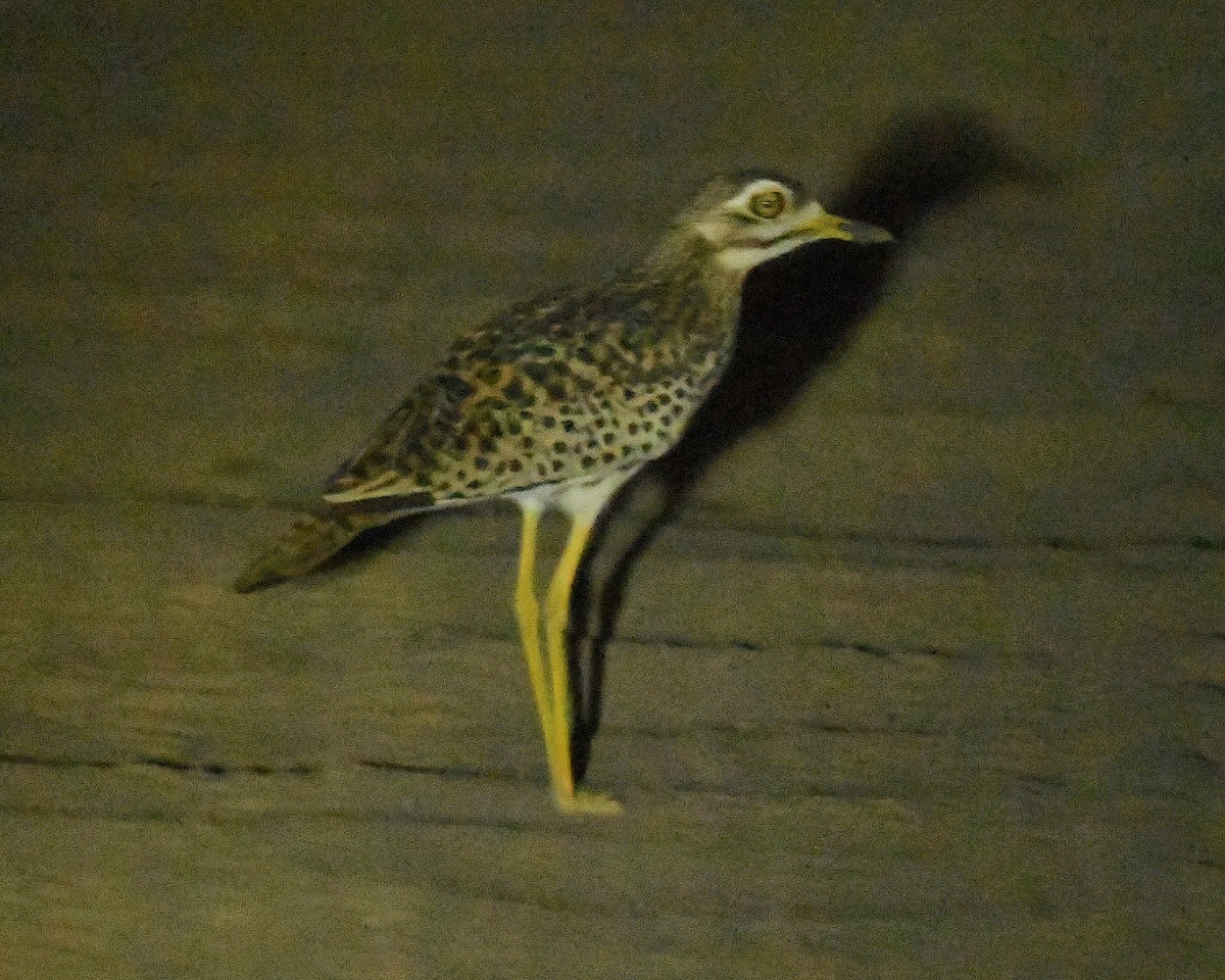 Spotted Thick-knee - ML552405311