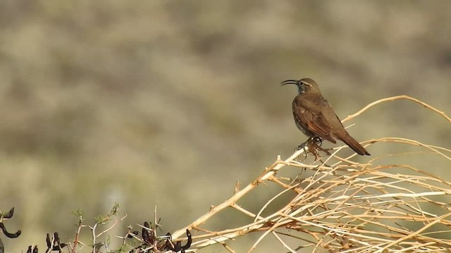 Scale-throated Earthcreeper - ML552406771