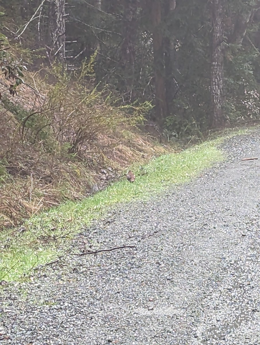 Ruffed Grouse - ML552406781