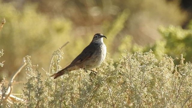 Bandurrita Común - ML552407031