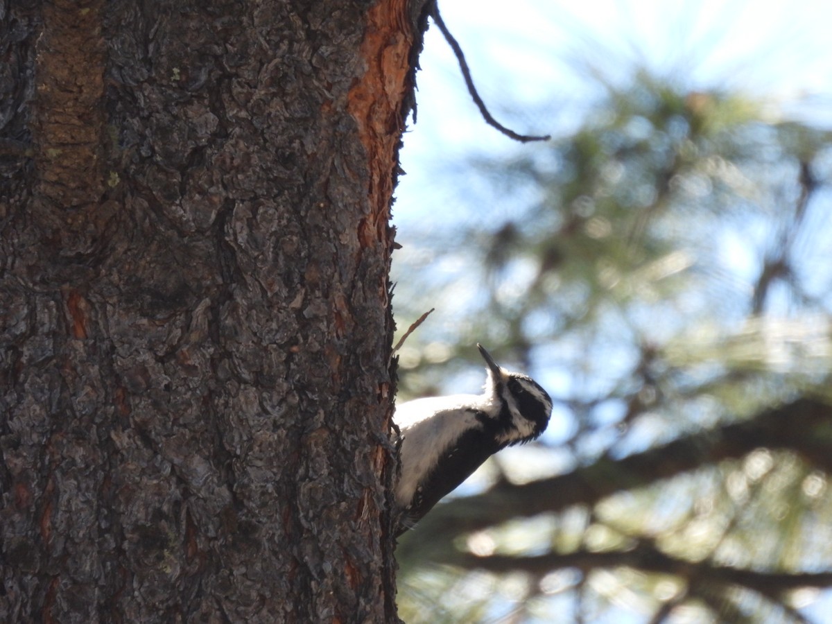 Hairy Woodpecker (Rocky Mts.) - ML552407551