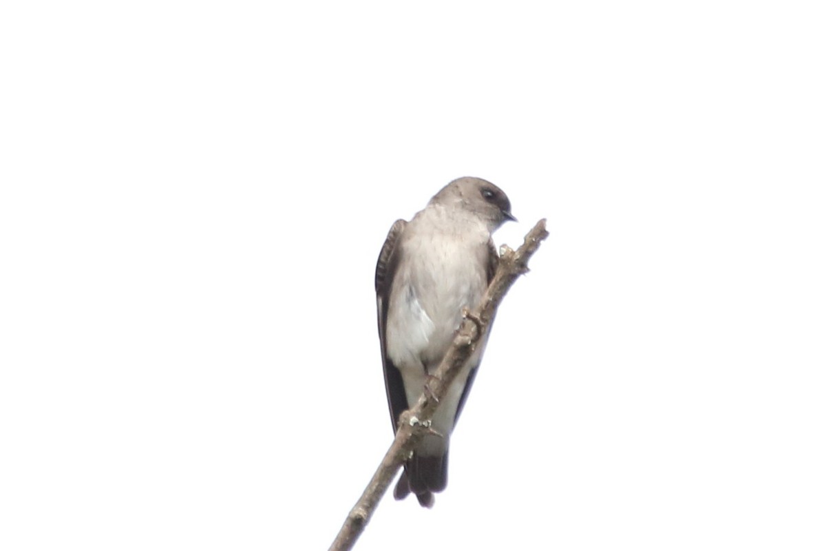 Ethiopian Martin (undescribed form) - Victor Ikawa