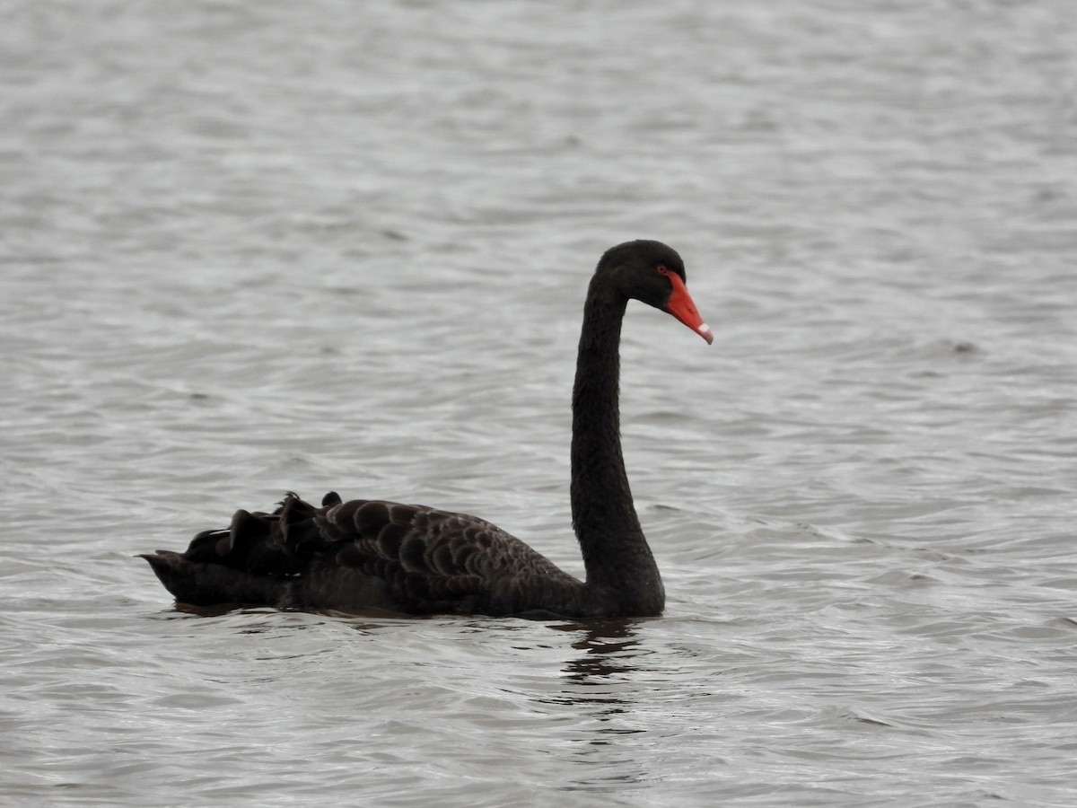 Black Swan - ML552410551