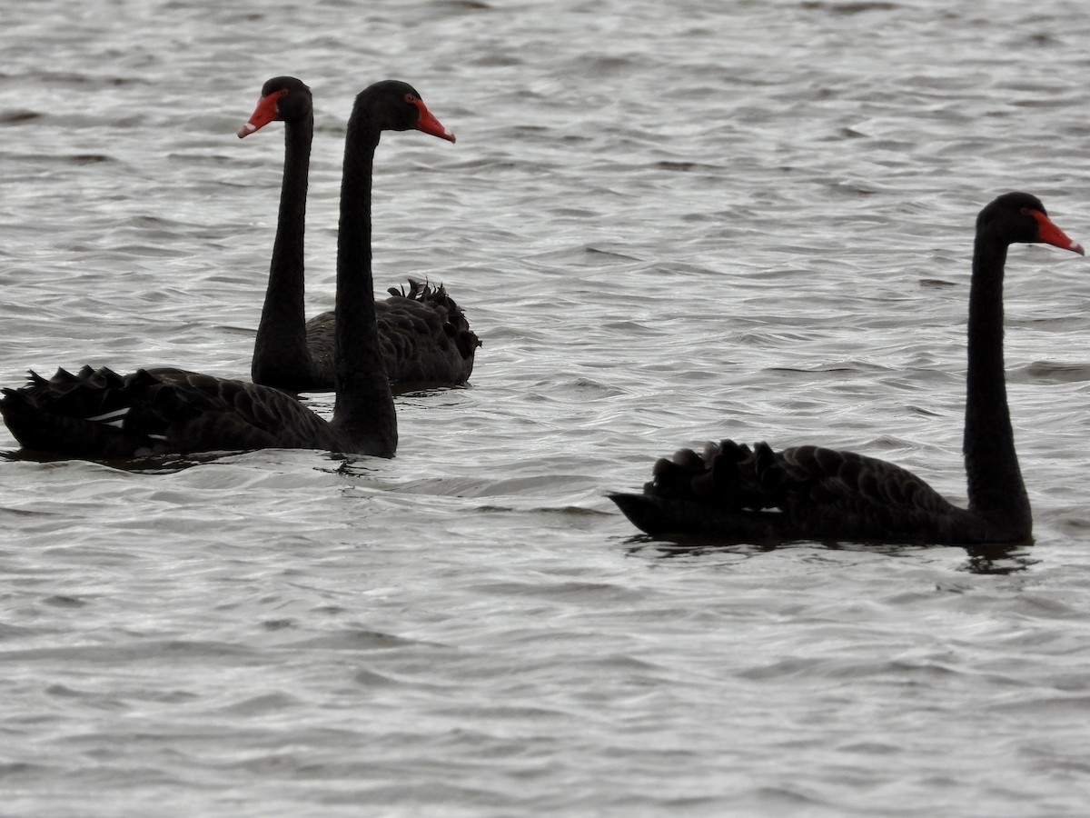 Black Swan - ML552410561