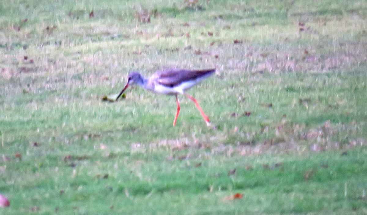 Spotted Redshank - ML55241131