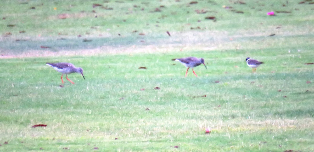 Spotted Redshank - Miguel  Berkemeier