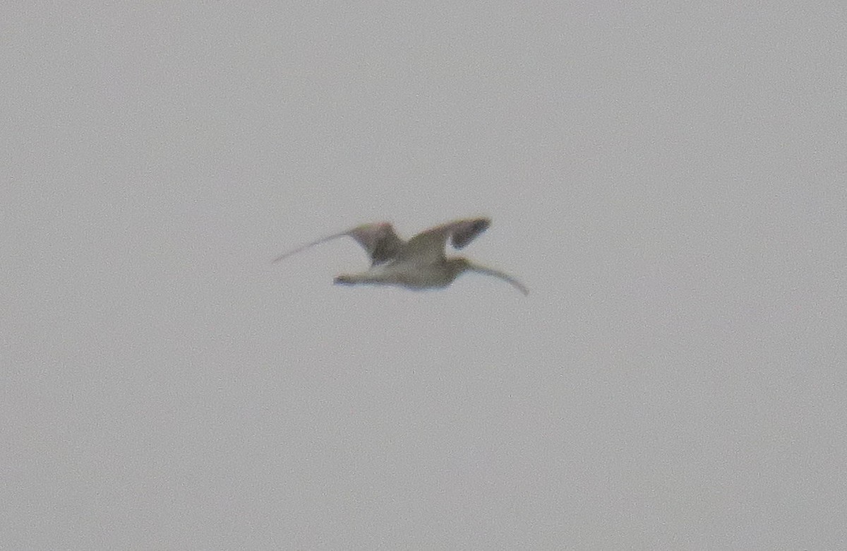 Eurasian Curlew - ML55241151