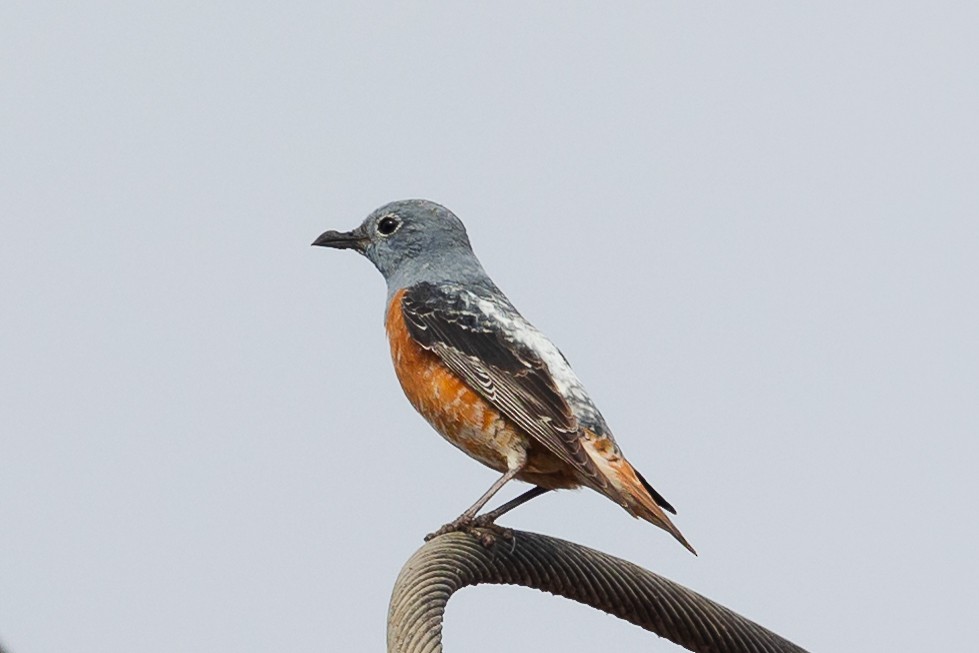 Rufous-tailed Rock-Thrush - ML552411971