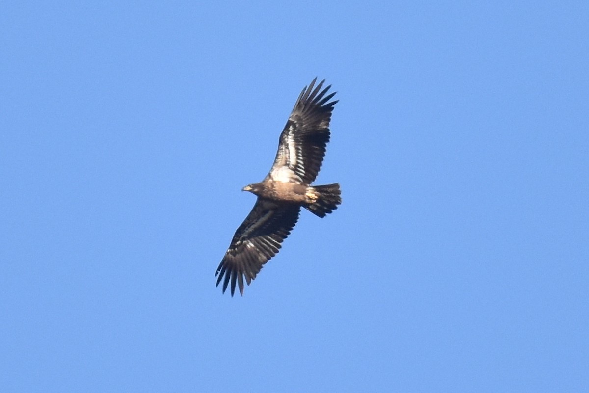 Bald Eagle - ML552412861