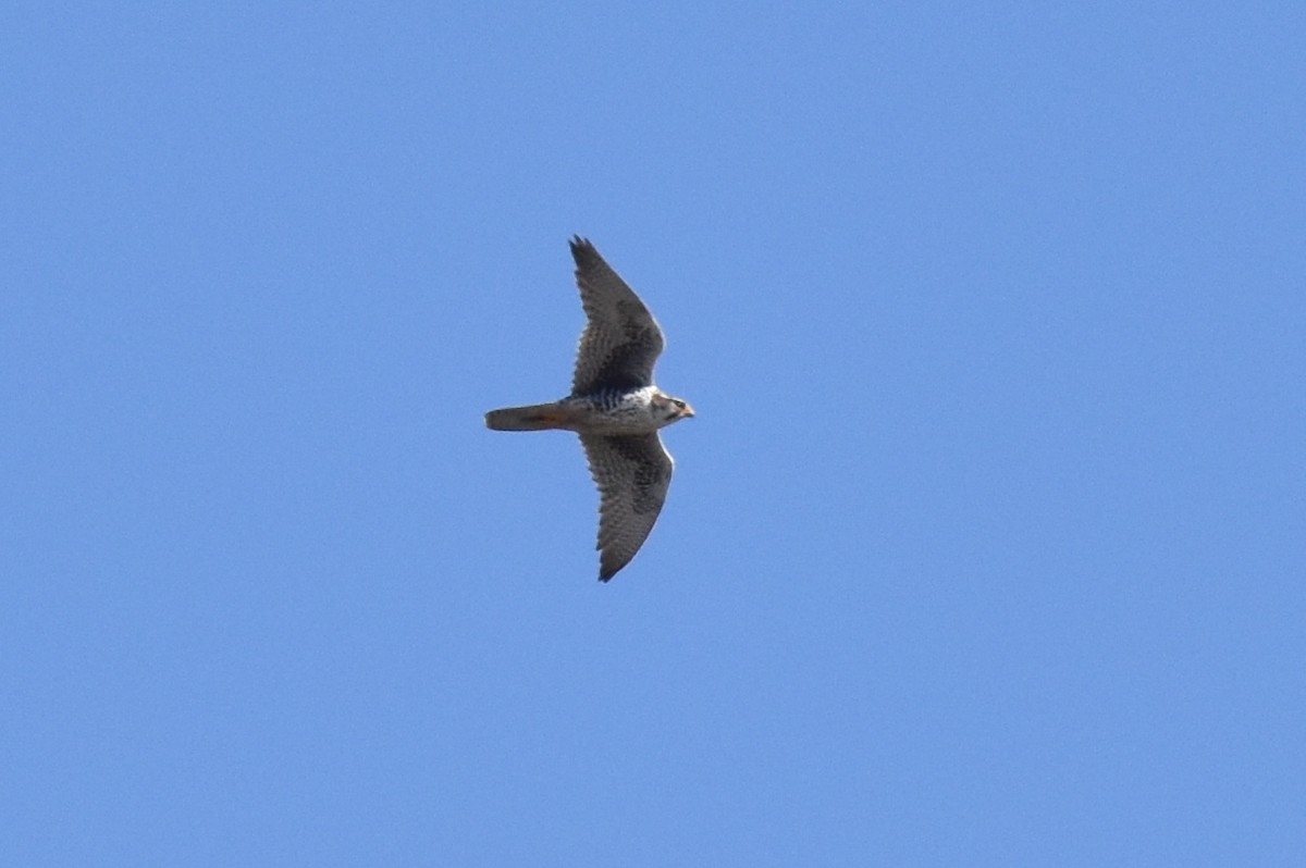 Prairie Falcon - ML552412921