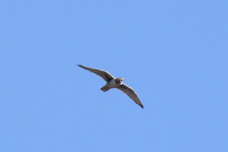 Prairie Falcon - ML552413011
