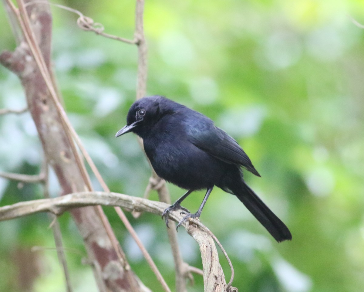 Black Catbird - ML552414271