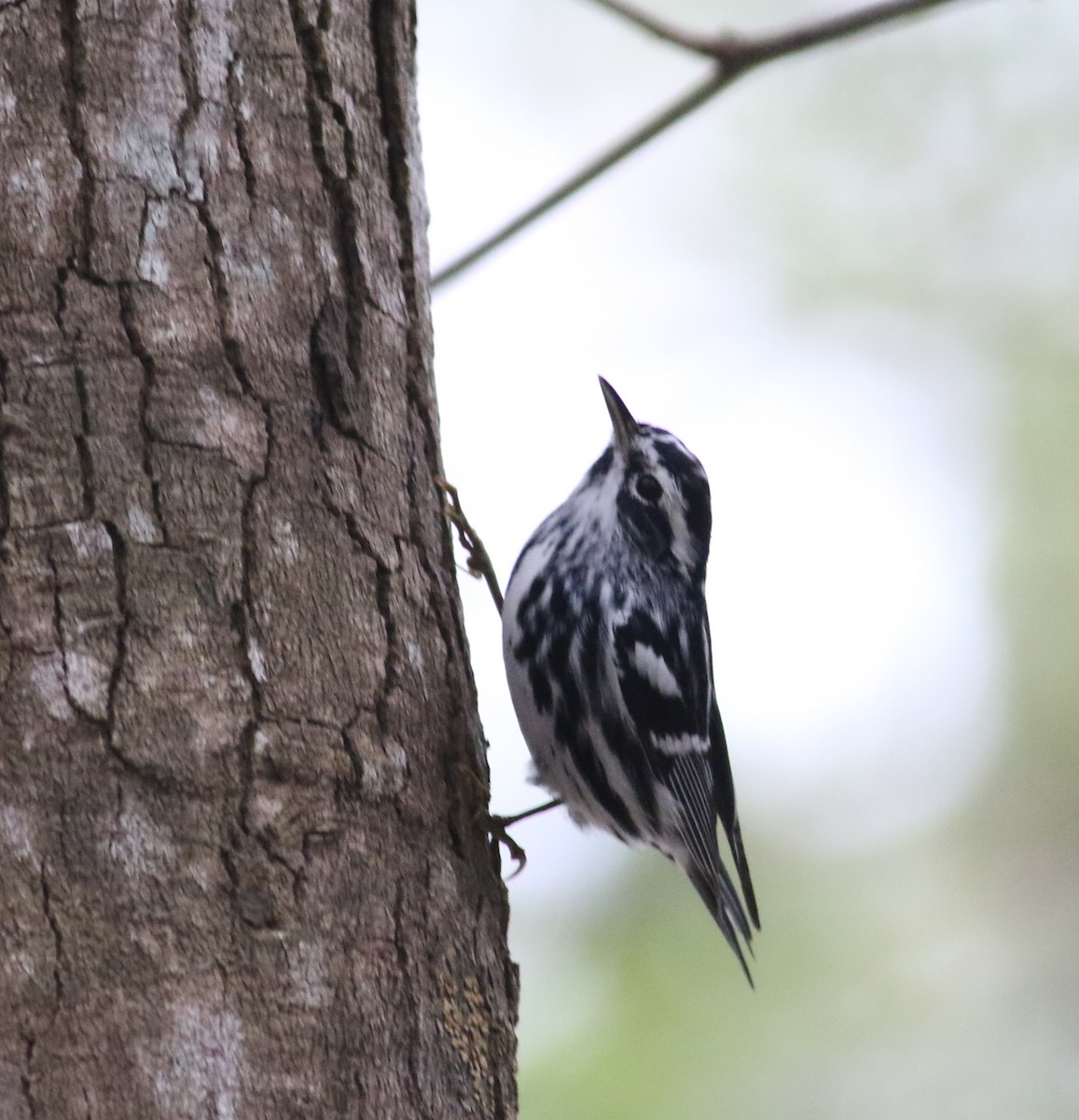 Black-and-white Warbler - ML552414611