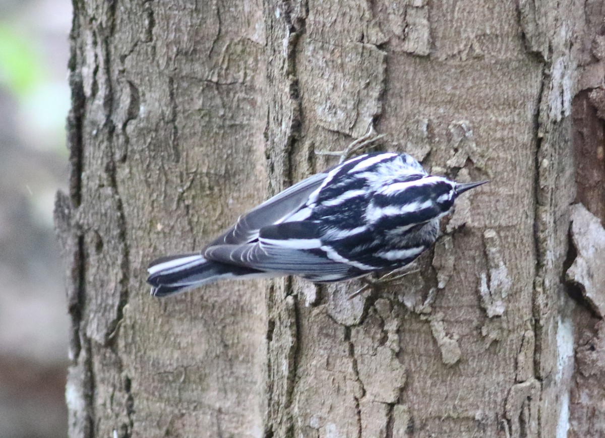 Black-and-white Warbler - ML552414621
