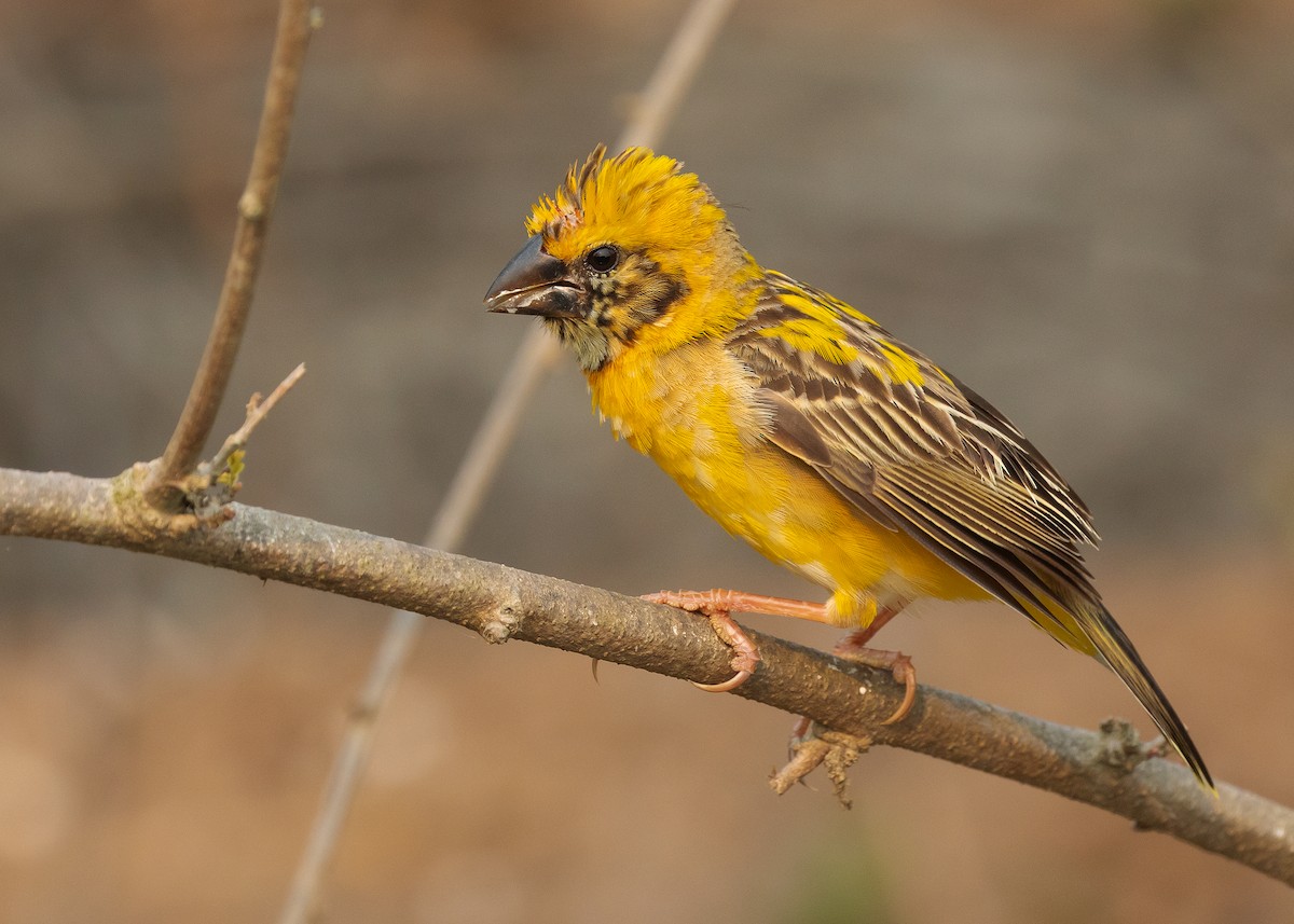 Asian Golden Weaver - ML552414751