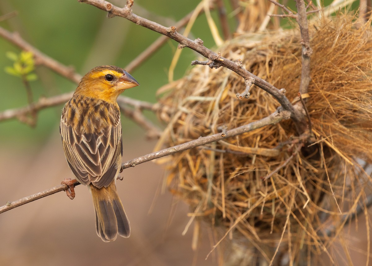 Asian Golden Weaver - ML552414771