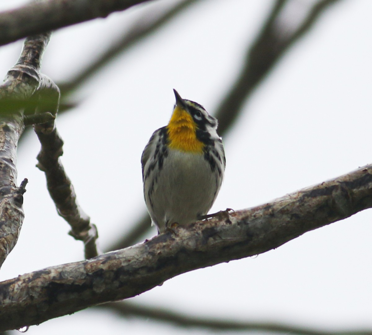 Yellow-throated Warbler - ML552414871