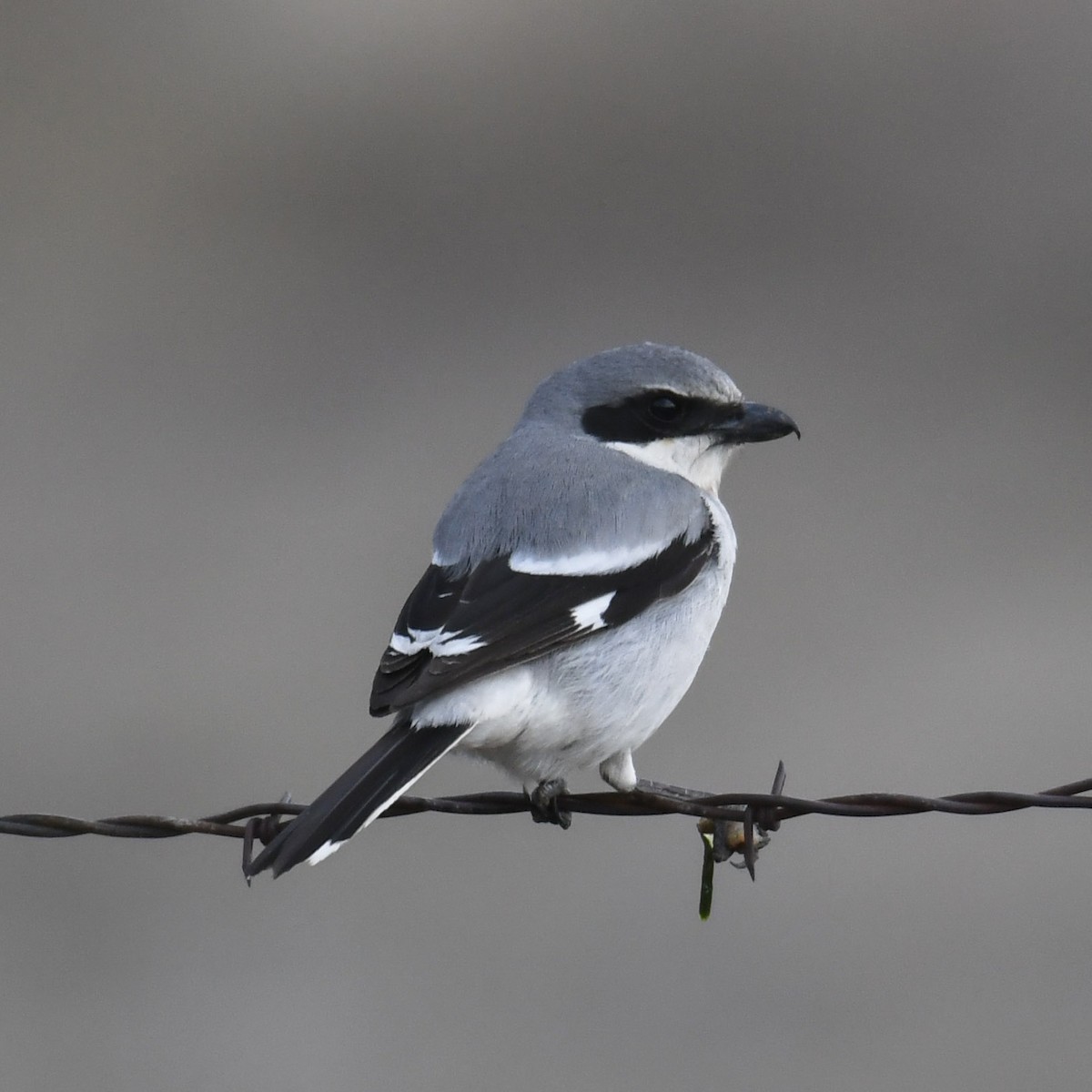 Loggerhead Shrike - ML552415221
