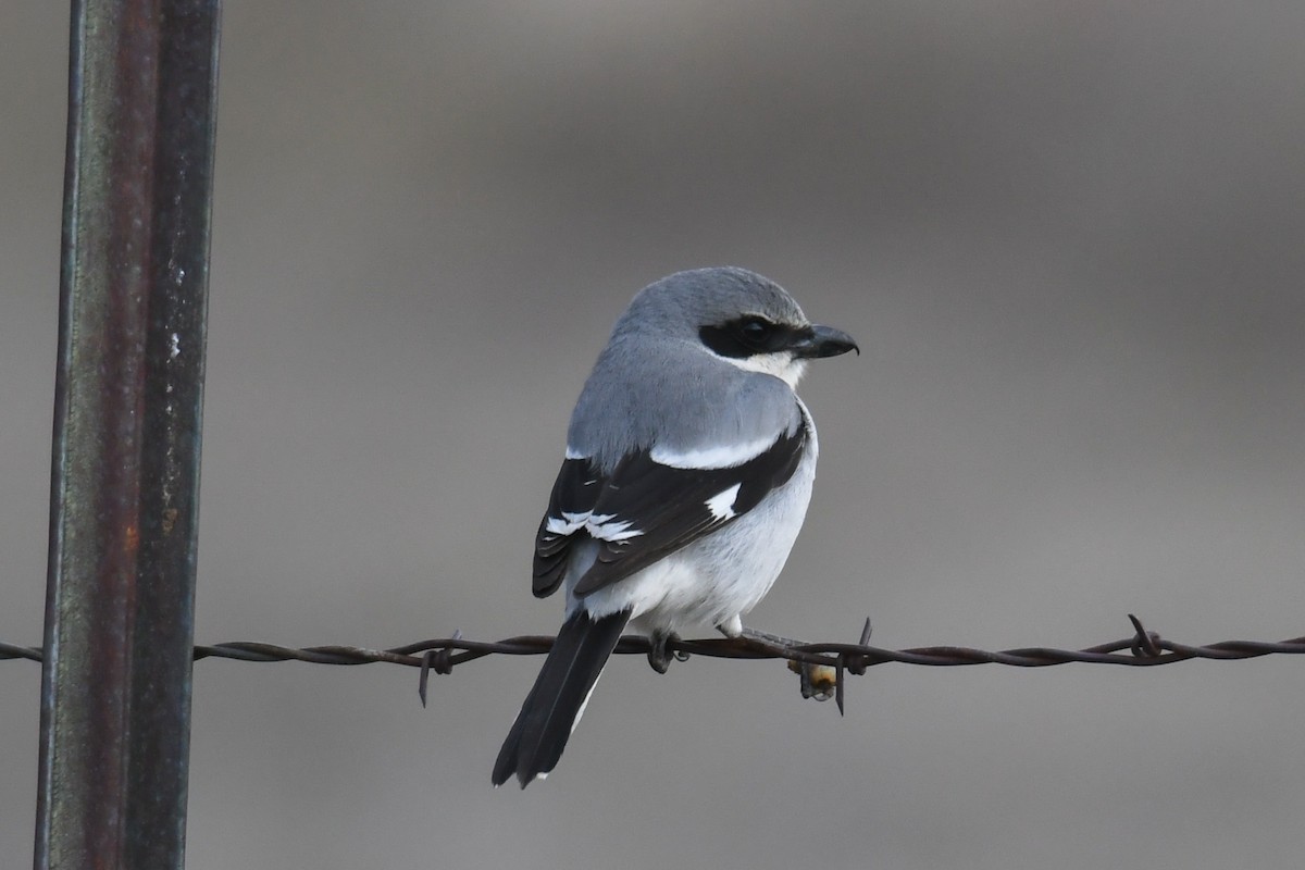 Loggerhead Shrike - ML552415231