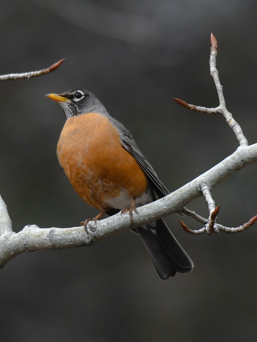 American Robin - ML552415641