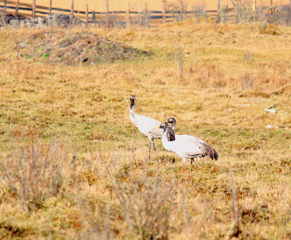 Black-necked Crane - ML552415761