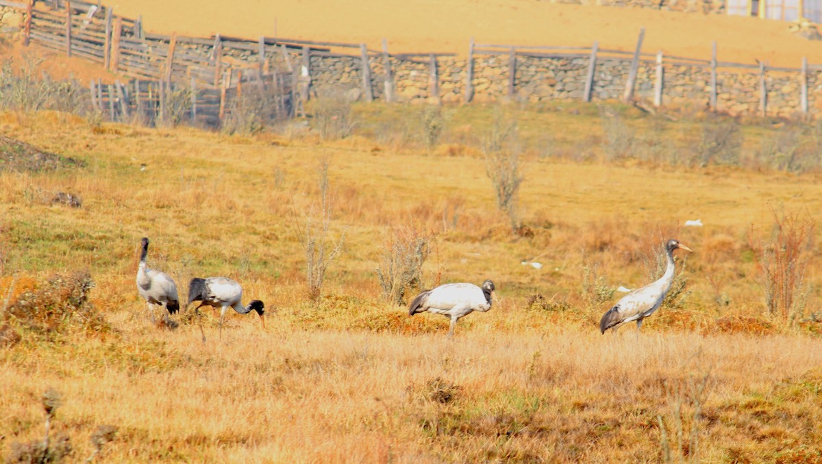 Grulla Cuellinegra - ML552415781