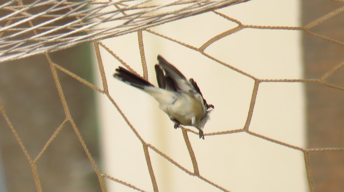 Woodchat Shrike - ML55241671