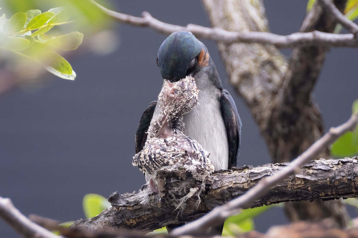 カンムリアマツバメ - ML552417161