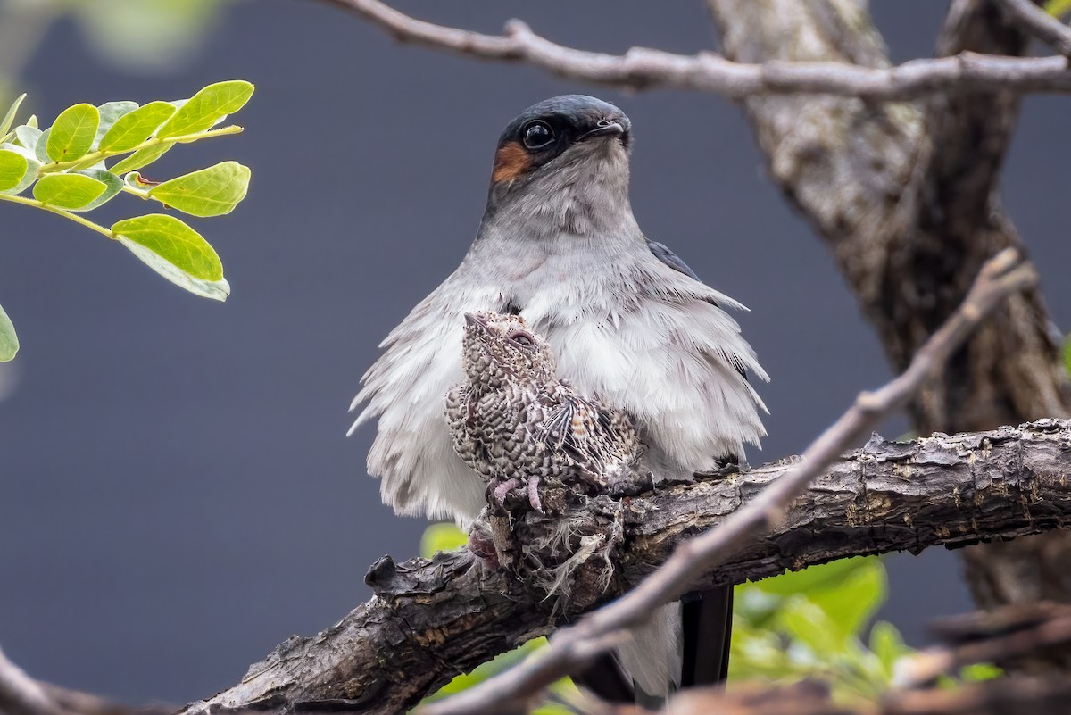 カンムリアマツバメ - ML552417191