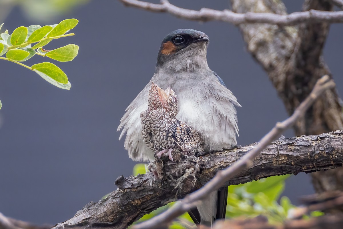 カンムリアマツバメ - ML552417201