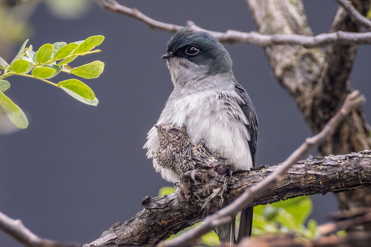 カンムリアマツバメ - ML552417221