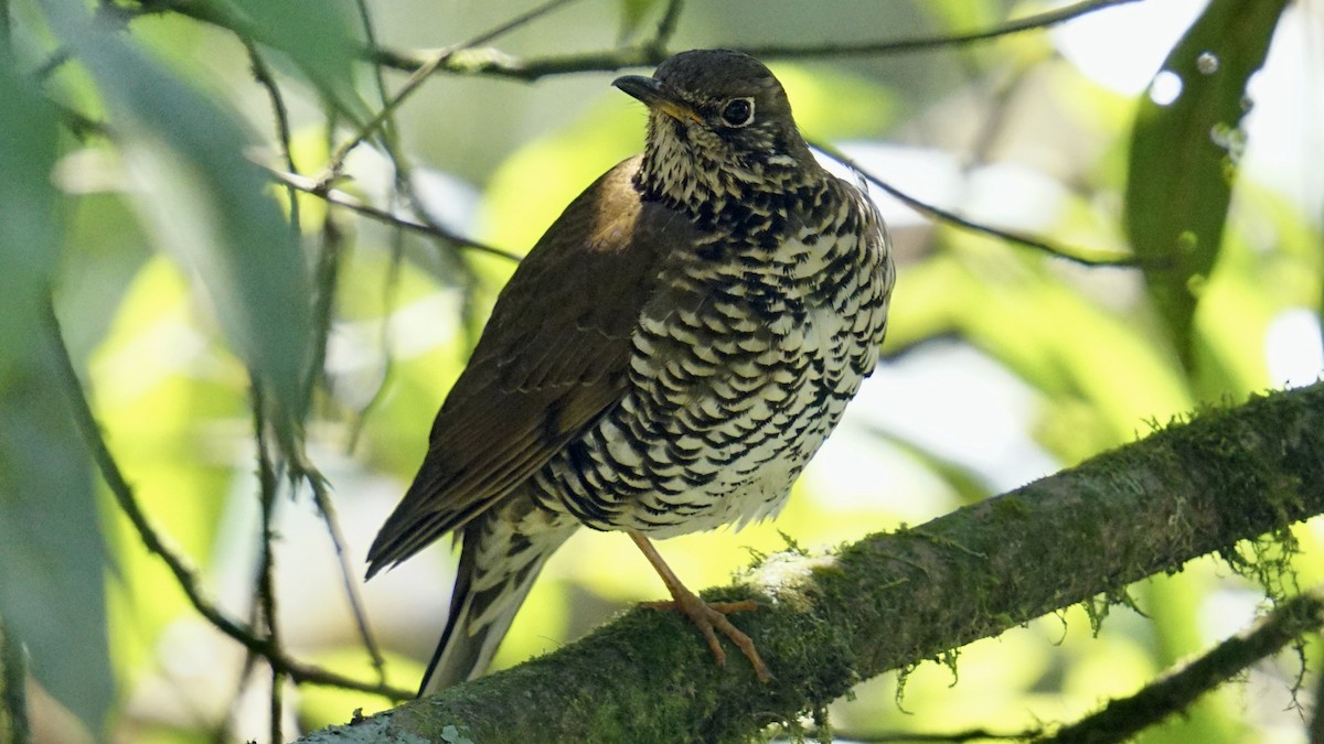 Himalayan Thrush - ML552417631