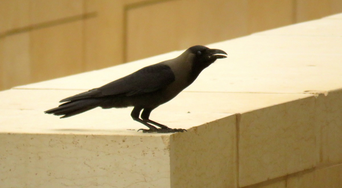 House Crow - ML55241791