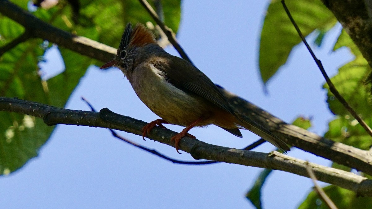 Rufous-vented Yuhina - ML552418271