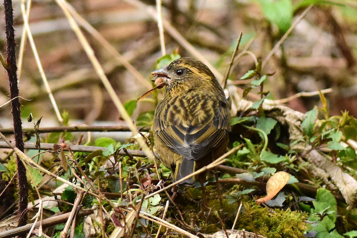 Dark-rumped Rosefinch - Ajoy Kumar Dawn