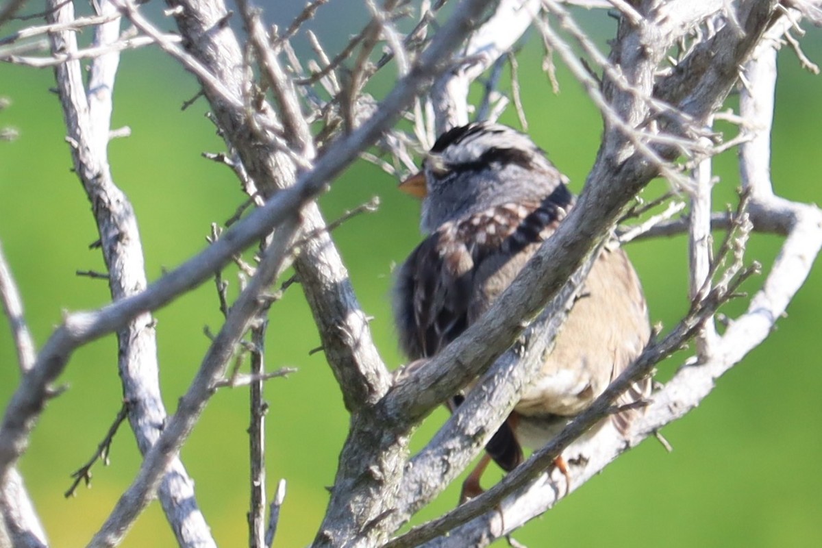 White-crowned Sparrow - ML552419351