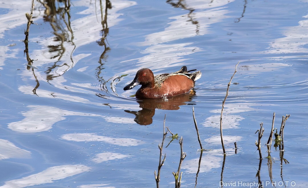 Cinnamon Teal - David Heaphy