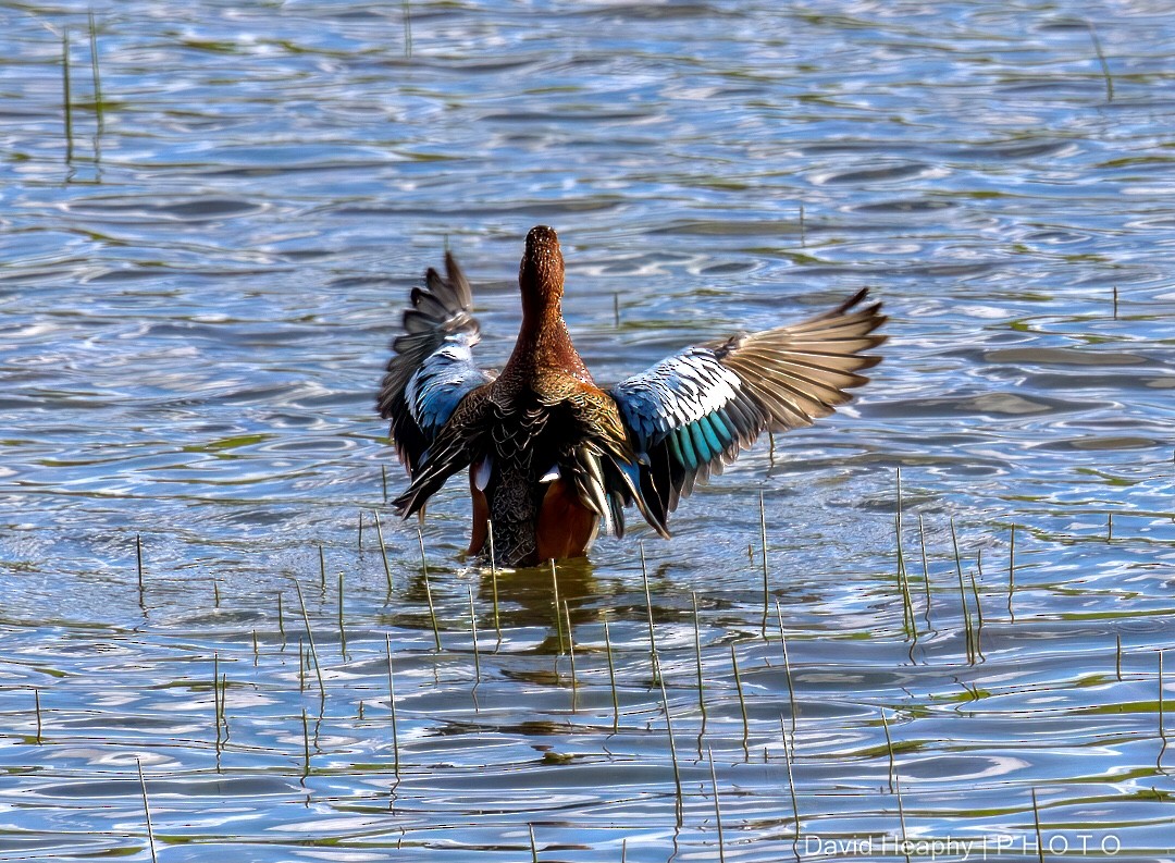 Cinnamon Teal - ML552419831