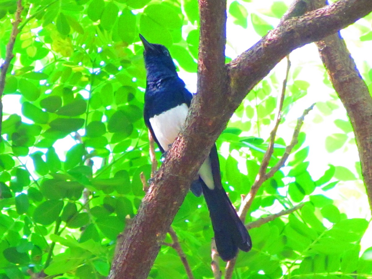 Philippine Magpie-Robin - ML552420711