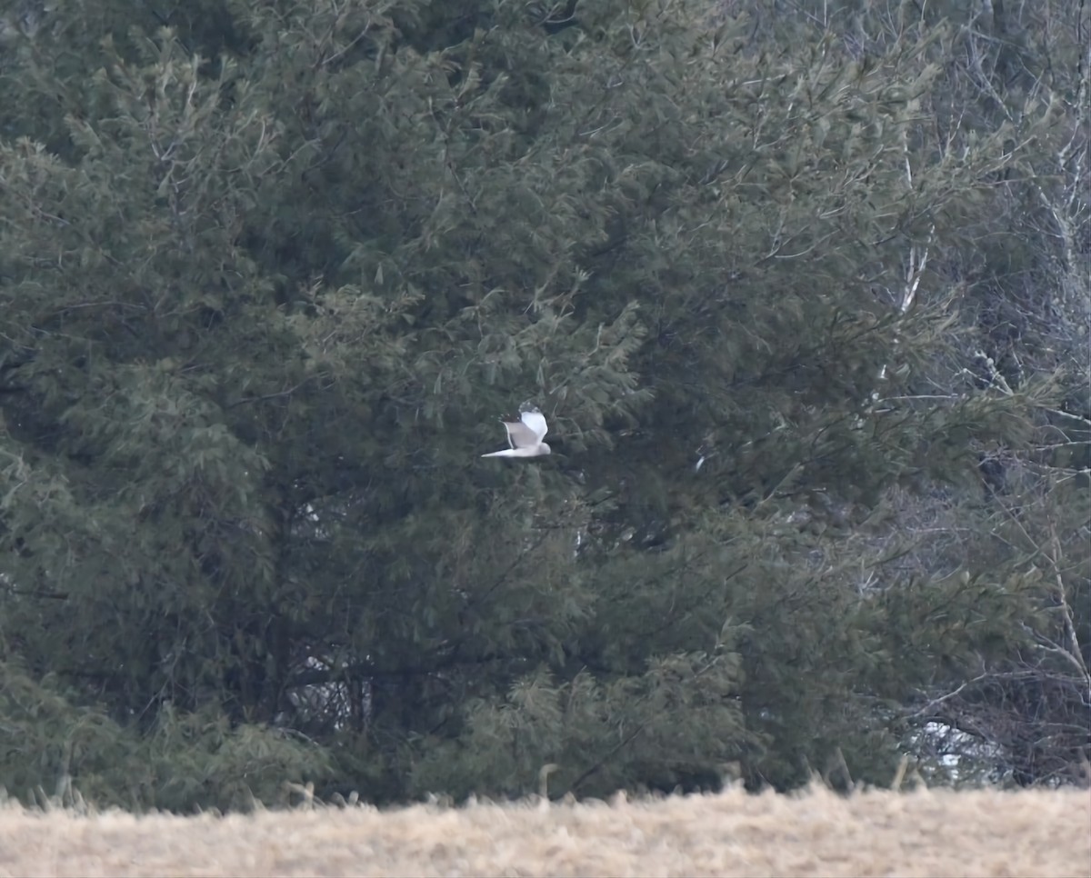 Northern Harrier - Sean Hatch