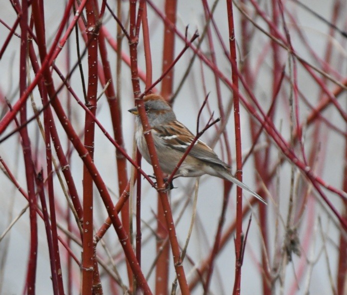 American Tree Sparrow - Sean Hatch