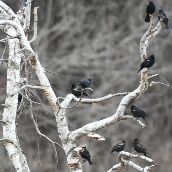 Brown-headed Cowbird - ML552421431