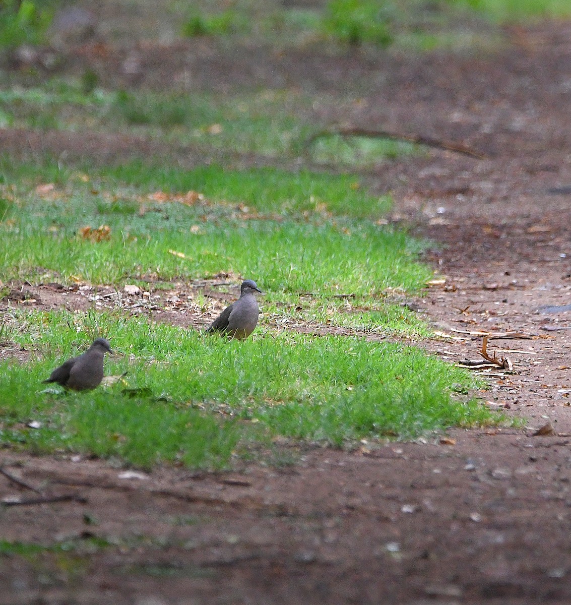 White-tipped Dove - ML552421681