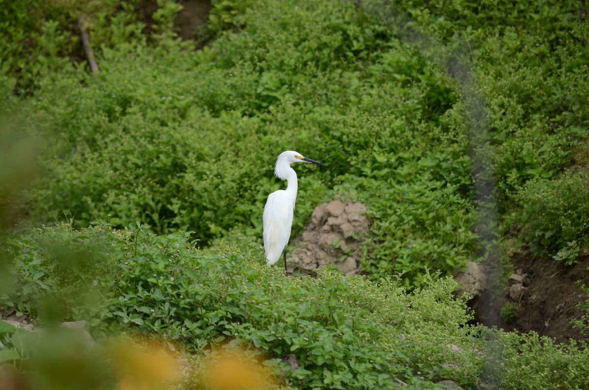 Snowy Egret - Igor Lazo - CORBIDI/COAP/PAU