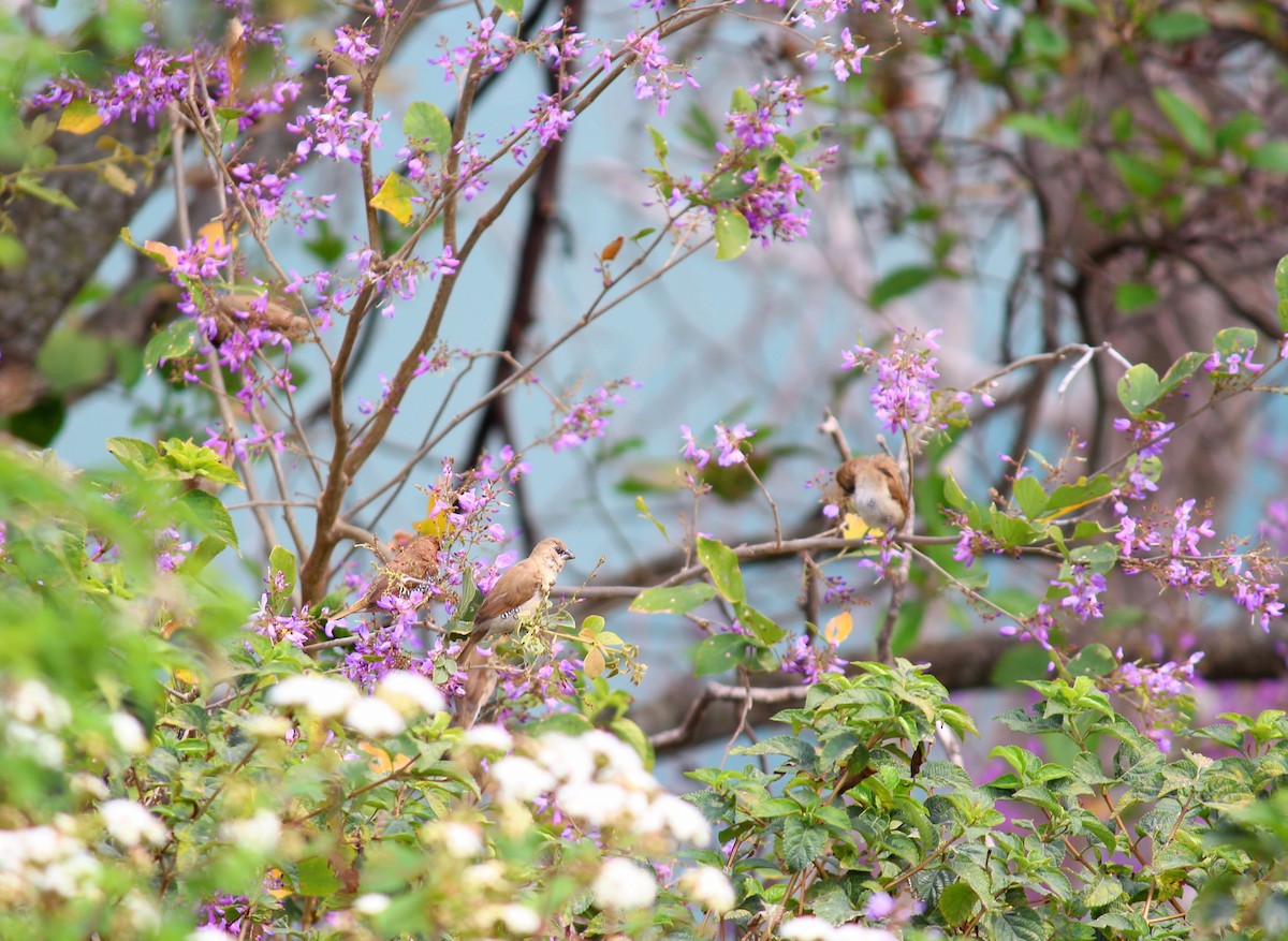 Scaly-breasted Munia - ML552422531