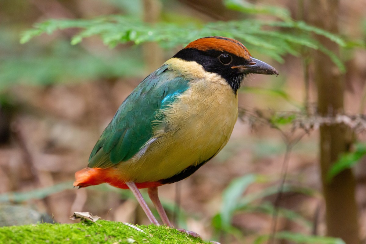 Noisy Pitta - Ewan Auld